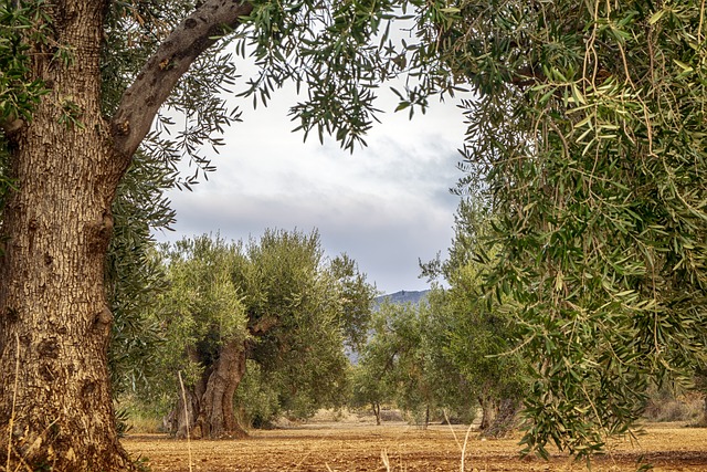 olivar